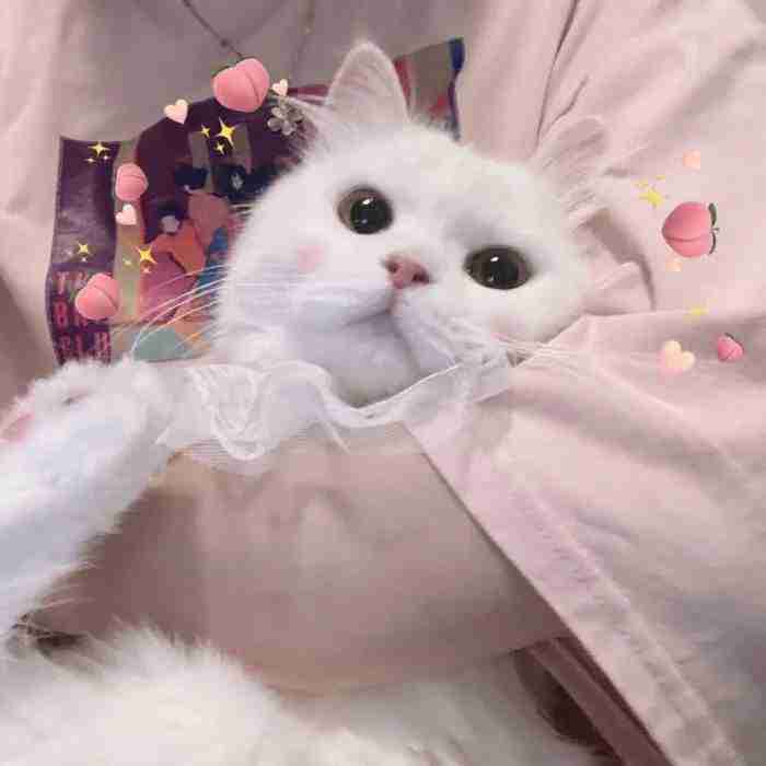 快 狗